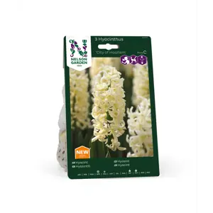 Høstløk hyasint City of Haarlem