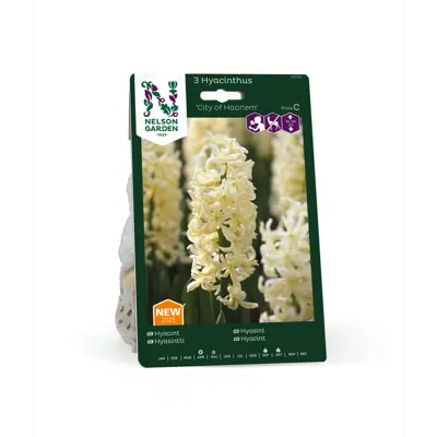 Høstløk hyasint City of Haarlem