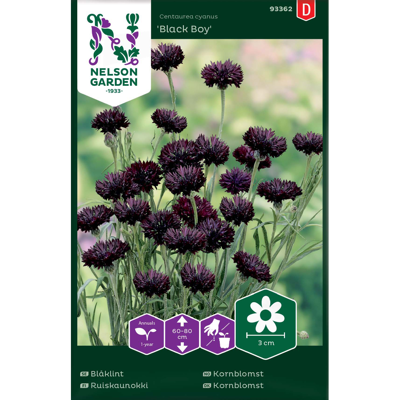 Frø kornblomst Black Boy
