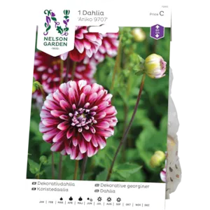 Vårløk dekorative georginer Ariko 9707