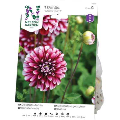 Vårløk dekorative georginer Ariko 9707