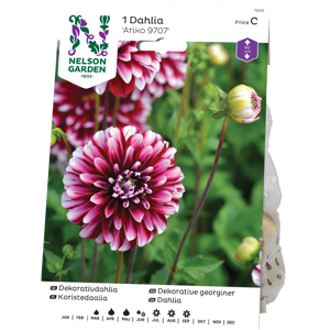 Vårløk dekorative georginer Ariko 9707