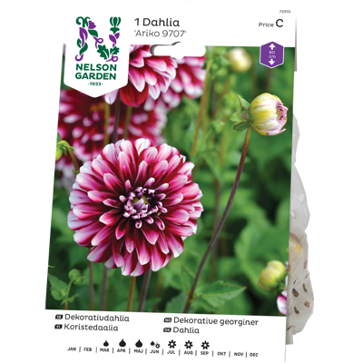 Vårløk dekorative georginer Ariko 9707