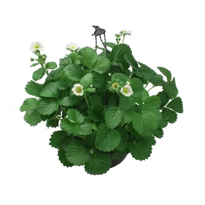 Jordbær Ampel Fragaria, bilde 2