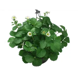 Jordbær Ampel Fragaria