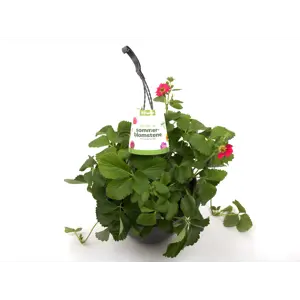 Jordbær Ampel Fragaria