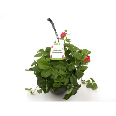 Jordbær Ampel Fragaria