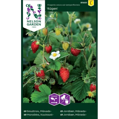 Frø månedsjordbær Rügen