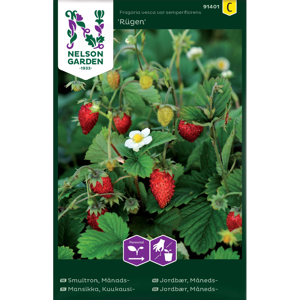 Frø månedsjordbær Rügen