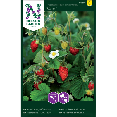 Frø månedsjordbær Rügen