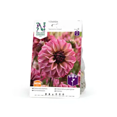 Vårløk dekorative georginer Seniors Hope