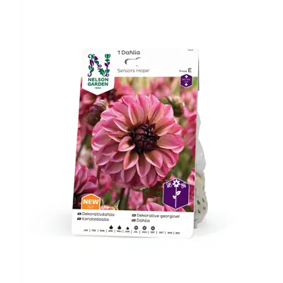 Vårløk dekorative georginer Seniors Hope