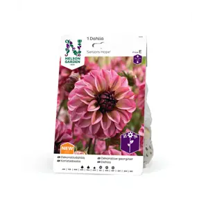 Vårløk dekorative georginer Seniors Hope