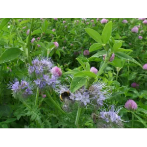 Frøblanding Spire Insektvenn 5 kg