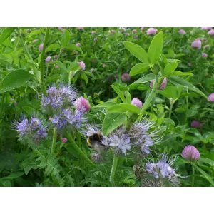 Frøblanding Spire Insektvenn 5 kg