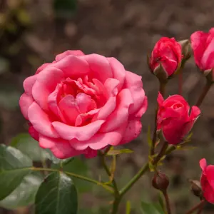 Rose Bella Rosa
