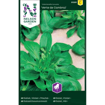 Frø vintersalat Verte de Cambrai