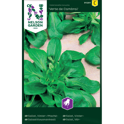 Frø vintersalat Verte de Cambrai