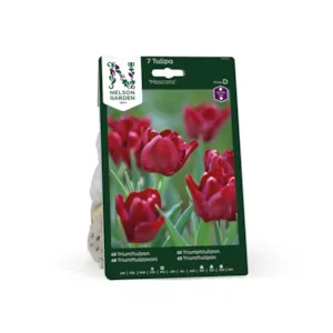 Høstløk triumphtulipan Mascara