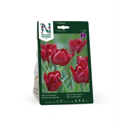 Høstløk triumphtulipan Mascara