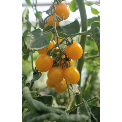 Frø tomat høy Golden Pearl, bilde 2