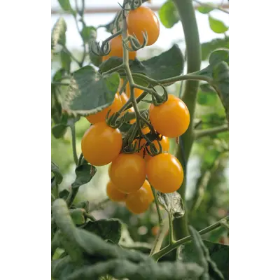 Frø tomat høy Golden Pearl, bilde 2