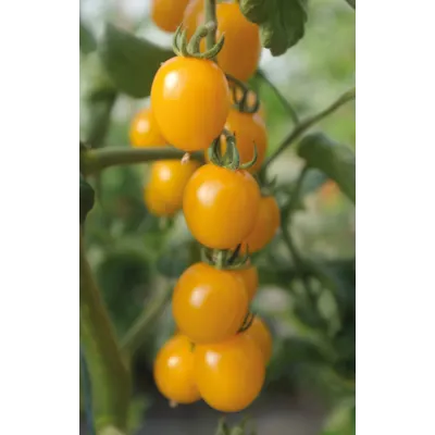 Frø tomat høy Golden Pearl, bilde 3