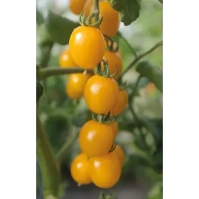 Frø tomat høy Golden Pearl, bilde 3