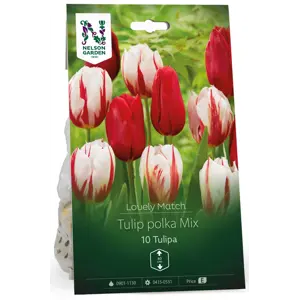 Høstløk tulipan Tulip polka Mix LM