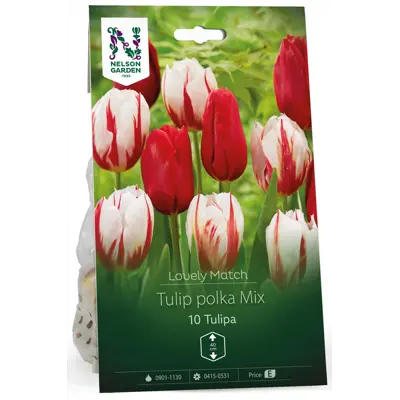 Høstløk tulipan Tulip polka Mix LM