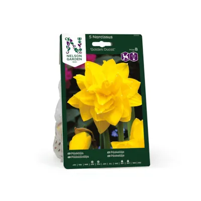 Høstløk påskelilje Golden Ducat