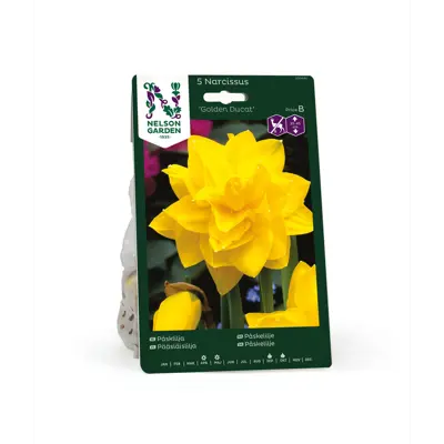 Høstløk påskelilje Golden Ducat