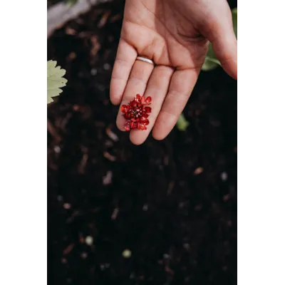 Frø sørgeskabiosa Summer Fruits, bilde 2