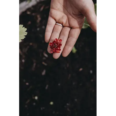 Frø sørgeskabiosa Summer Fruits, bilde 2