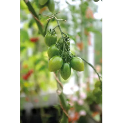 Frø tomat høy Green Envy, bilde 2