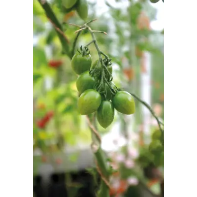 Frø tomat høy Green Envy, bilde 2