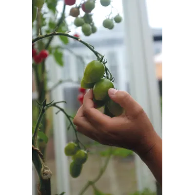 Frø tomat høy Green Envy, bilde 3