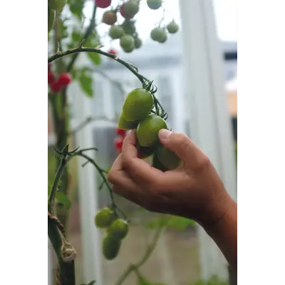 Frø tomat høy Green Envy, bilde 3