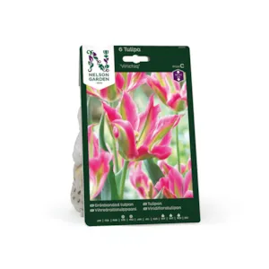 Høstløk tulipan Virichiq