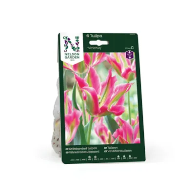 Høstløk tulipan Virichiq