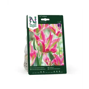 Høstløk tulipan Virichiq