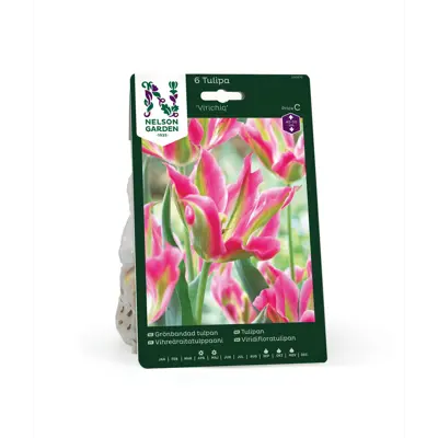 Høstløk tulipan Virichiq