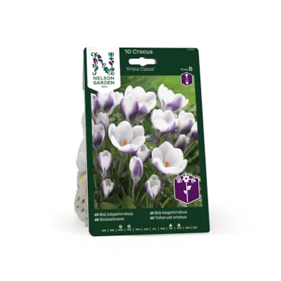 Høstløk begerkrokus Prins Claus