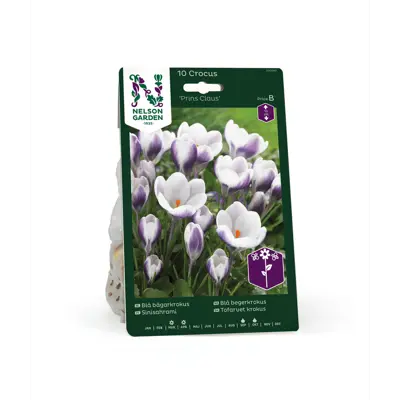 Høstløk begerkrokus Prins Claus