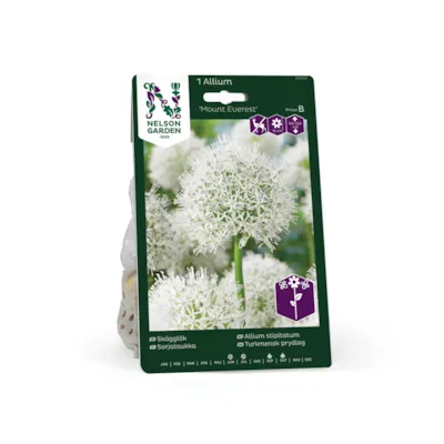 Høstløk allium Mount Everest