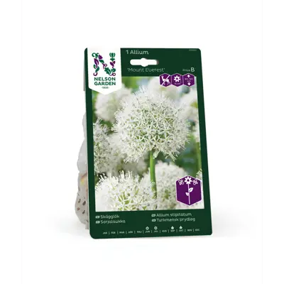 Høstløk allium Mount Everest