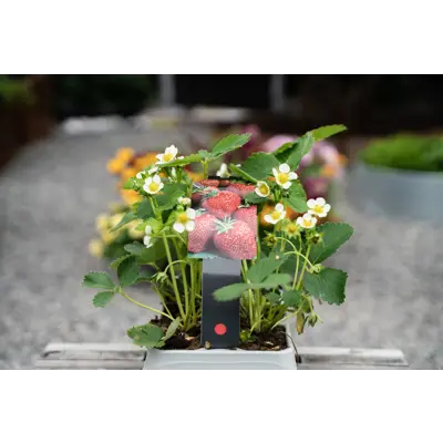 Jordbær Fragaria 6 pk Glede, bilde 2
