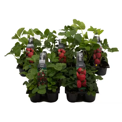 Jordbær Fragaria 6 pk Glede