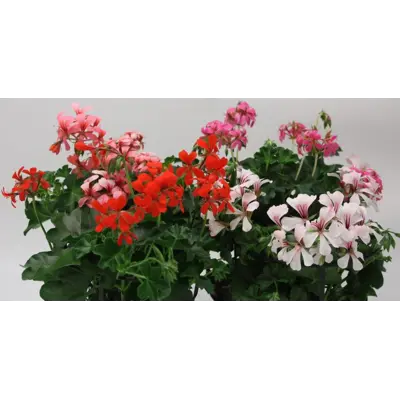 Slyngpelargonia, bilde 3