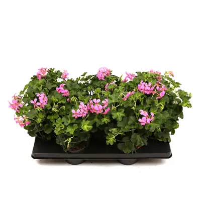 Slyngpelargonia, bilde 2